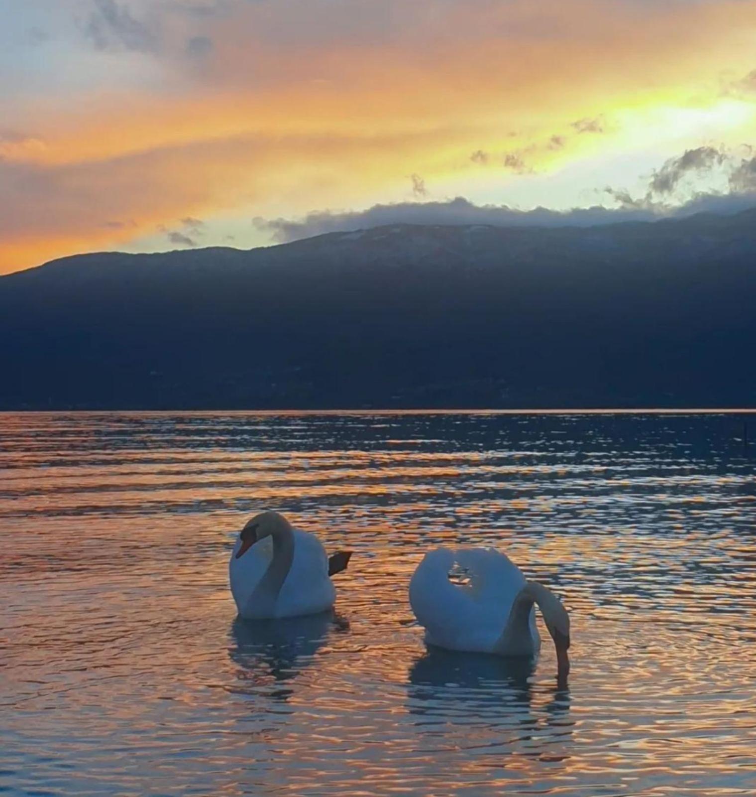 Vila Bolonja Hotell Struga Eksteriør bilde